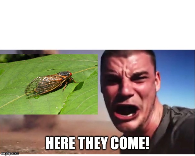 The cicadas are coming | HERE THEY COME! | image tagged in here it come meme,memes,dragonfly stream | made w/ Imgflip meme maker