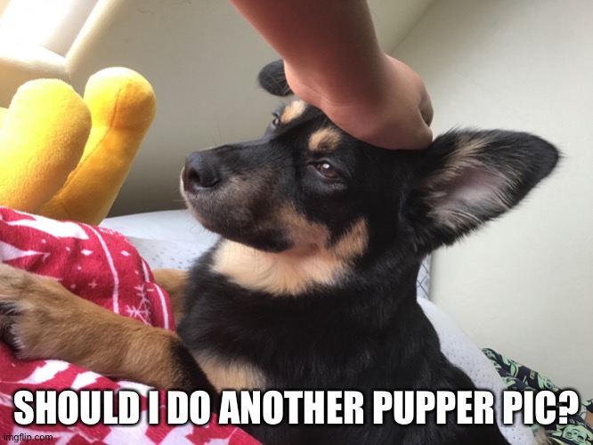 Boredom goes brrr | SHOULD I DO ANOTHER PUPPER PIC? | image tagged in pet dog | made w/ Imgflip meme maker