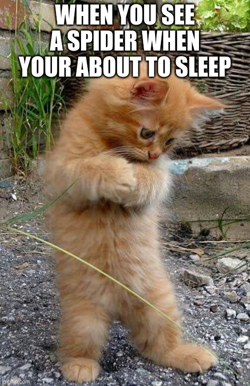 i dont know what I am doing, cute cat, lovely cat dancer, dancer | WHEN YOU SEE A SPIDER WHEN YOUR ABOUT TO SLEEP | image tagged in cat,spider,send help | made w/ Imgflip meme maker
