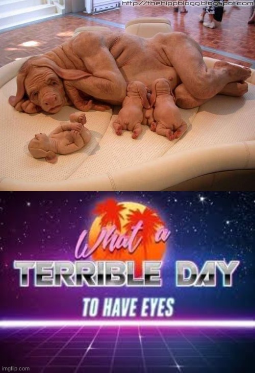 image tagged in what a terrible day to have eyes | made w/ Imgflip meme maker