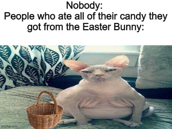 The basket is there on purpose | Nobody: 
People who ate all of their candy they got from the Easter Bunny: | image tagged in cat,bingus,easter,thicc | made w/ Imgflip meme maker