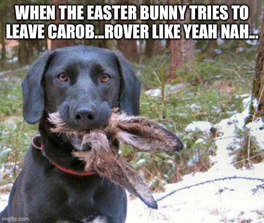 Easter bunny tries to deliver Carob | WHEN THE EASTER BUNNY TRIES TO LEAVE CAROB...ROVER LIKE YEAH NAH... | image tagged in easter,easter bunny,chocolate,carob,bunny,good dog | made w/ Imgflip meme maker
