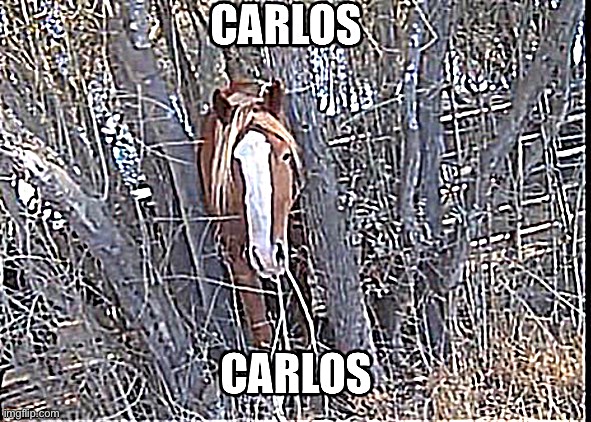 Carlos. | image tagged in horse,surreal,why did i make this,memes | made w/ Imgflip meme maker