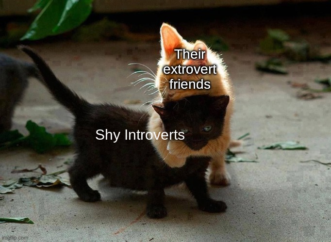 Me | Their extrovert friends; Shy Introverts | image tagged in kitten hug,kitten,cat,memes,cat memes,relatable | made w/ Imgflip meme maker