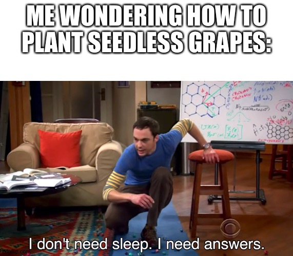 Grapes | ME WONDERING HOW TO PLANT SEEDLESS GRAPES: | image tagged in i don't need sleep i need answers | made w/ Imgflip meme maker
