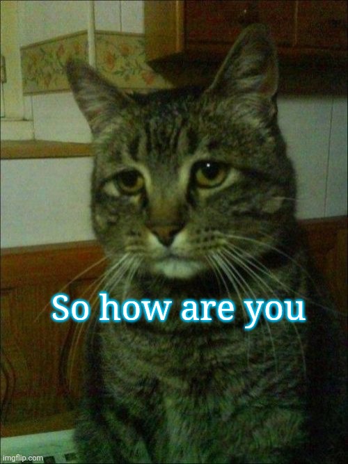 Depressed Cat | So how are you | image tagged in memes,depressed cat | made w/ Imgflip meme maker