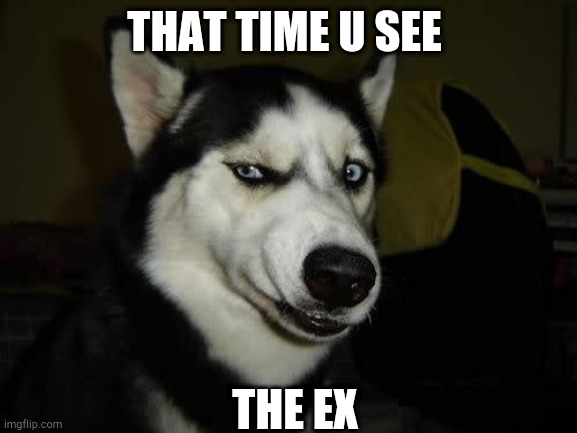 Funny Dog | THAT TIME U SEE; THE EX | image tagged in funny dog | made w/ Imgflip meme maker