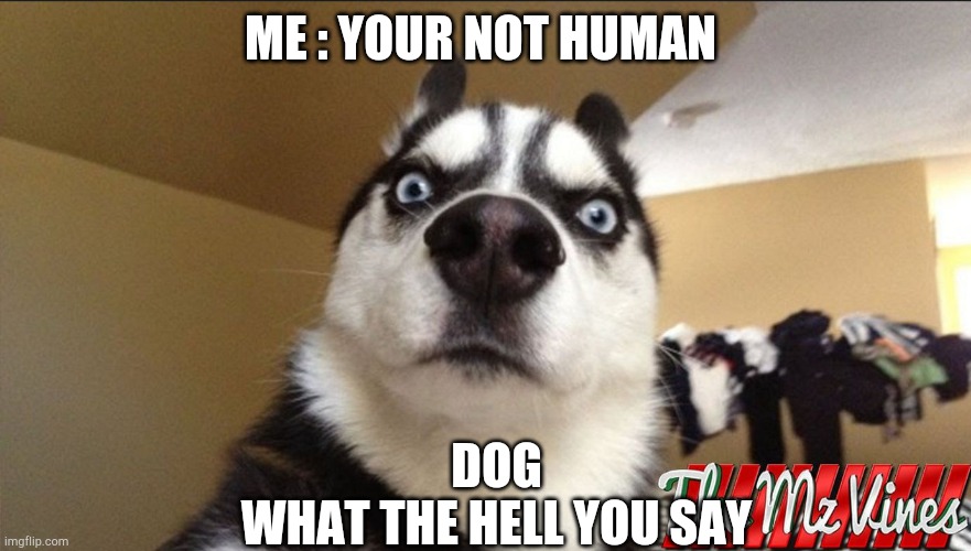 Funny dog picture | ME : YOUR NOT HUMAN; DOG 
WHAT THE HELL YOU SAY | image tagged in funny dog picture | made w/ Imgflip meme maker
