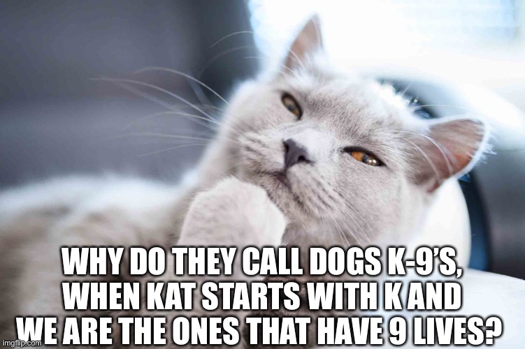 Thinking cat | WHY DO THEY CALL DOGS K-9’S, WHEN KAT STARTS WITH K AND WE ARE THE ONES THAT HAVE 9 LIVES? | image tagged in thinking cat | made w/ Imgflip meme maker
