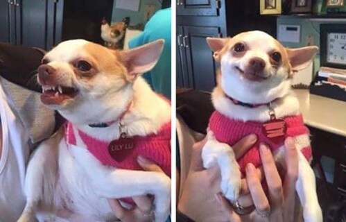 Me before food vs me after food Blank Meme Template