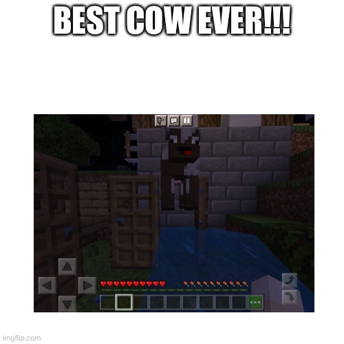 BEST COW EVER!!! | image tagged in derpy cow in minecraft | made w/ Imgflip meme maker