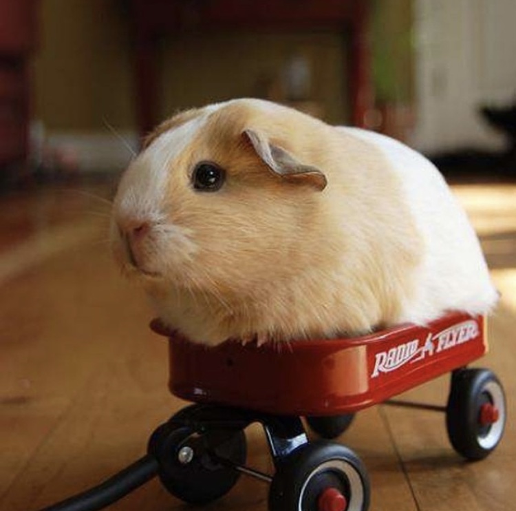 Guinea pig on wheels Blank Meme Template