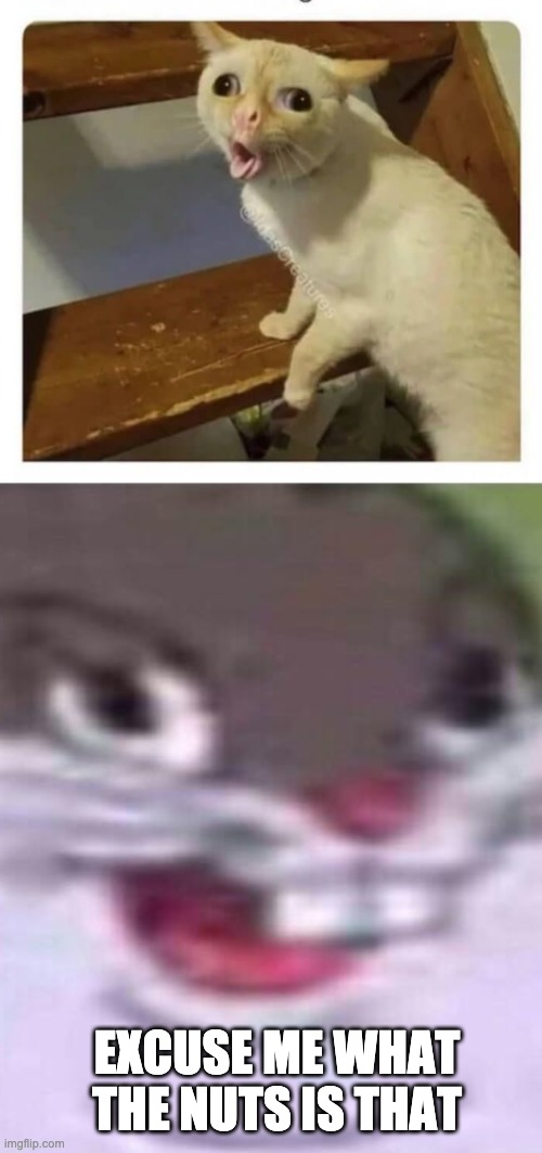 WHat The NuST | EXCUSE ME WHAT THE NUTS IS THAT | image tagged in coughing cat,big chungus | made w/ Imgflip meme maker