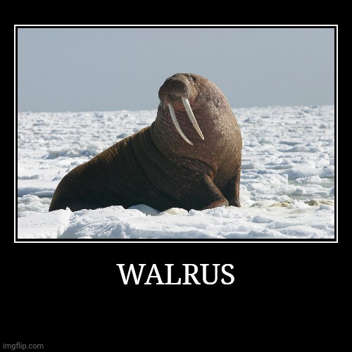 Walrus | image tagged in demotivationals,walrus | made w/ Imgflip demotivational maker