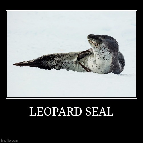 Leopard Seal | image tagged in demotivationals,seal | made w/ Imgflip demotivational maker