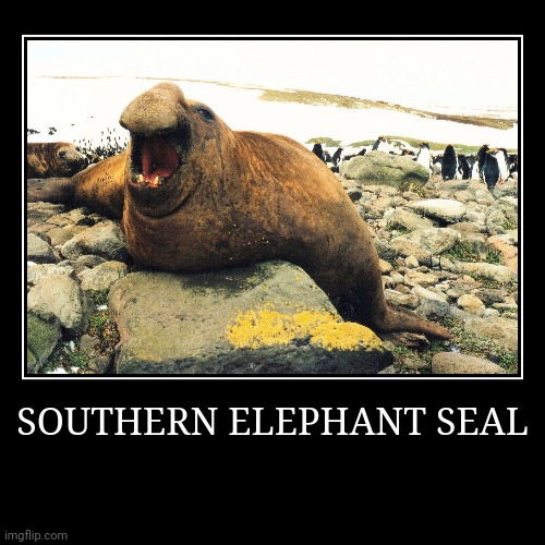 Southern Elephant Seal | image tagged in demotivationals,seal | made w/ Imgflip demotivational maker