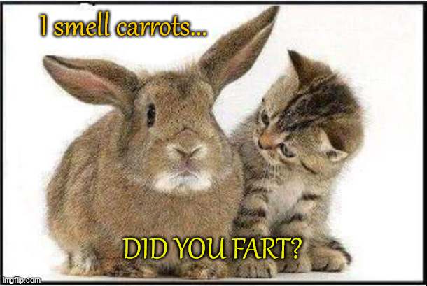 Easter Carrots | I smell carrots... DID YOU FART? | image tagged in bunny,carrots,easter | made w/ Imgflip meme maker