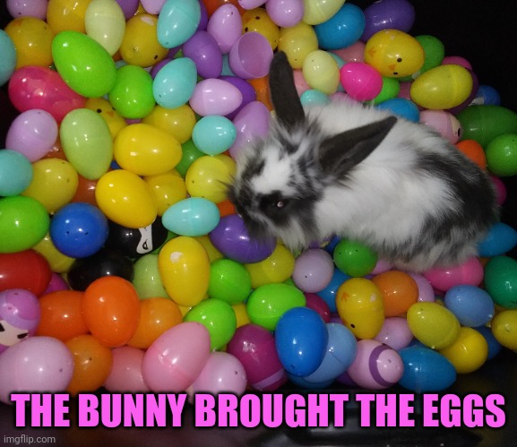 HAPPY EASTER! | THE BUNNY BROUGHT THE EGGS | image tagged in bunnies,rabbits,easter,happy easter | made w/ Imgflip meme maker