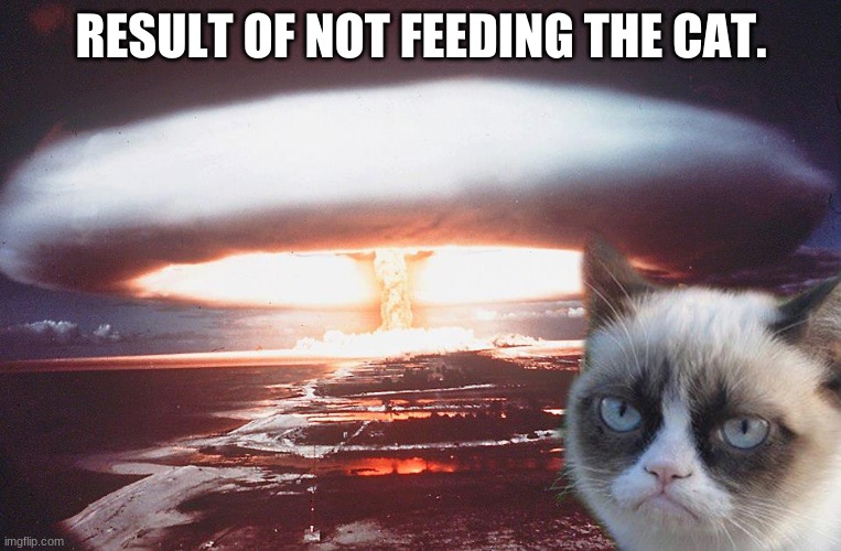 grumpy cat | RESULT OF NOT FEEDING THE CAT. | image tagged in grumpy cat,grumpy cat not amused,grumpy,cats,memes | made w/ Imgflip meme maker