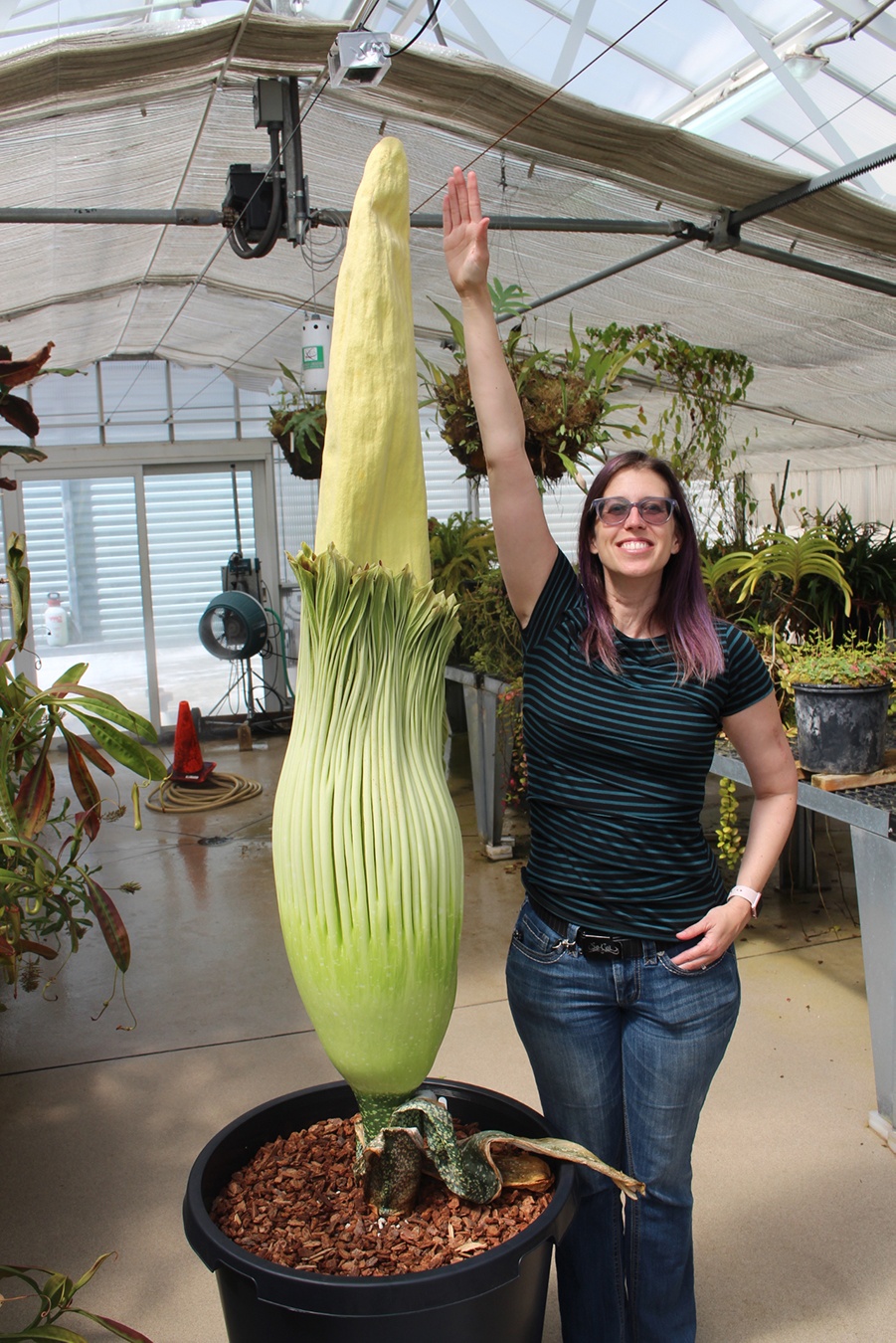 High Quality corpse flower Blank Meme Template