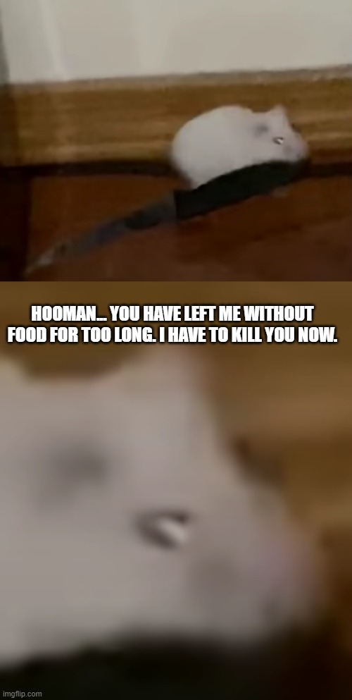 Hamster with a knife 0-0 | HOOMAN... YOU HAVE LEFT ME WITHOUT FOOD FOR TOO LONG. I HAVE TO KILL YOU NOW. | image tagged in oh god,knife,hamster | made w/ Imgflip meme maker