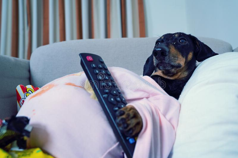 dog with remote Blank Meme Template
