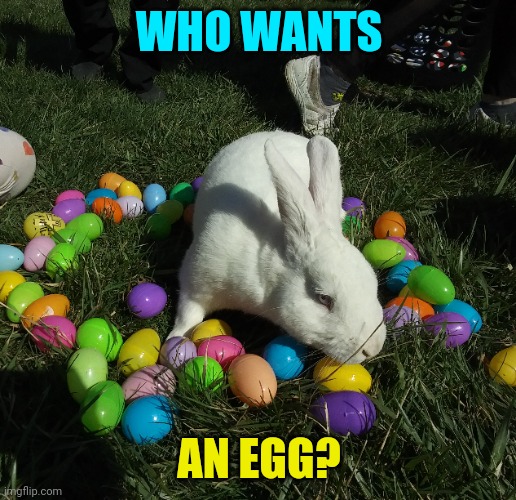 I DO | WHO WANTS; AN EGG? | image tagged in happy easter,bunny,bunnies | made w/ Imgflip meme maker