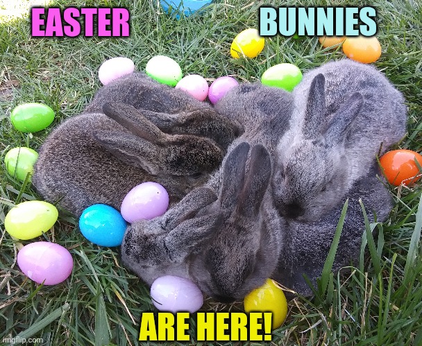 EASTER BUNNIES! | BUNNIES; EASTER; ARE HERE! | image tagged in easter bunny,happy easter,bunnies,bunny | made w/ Imgflip meme maker
