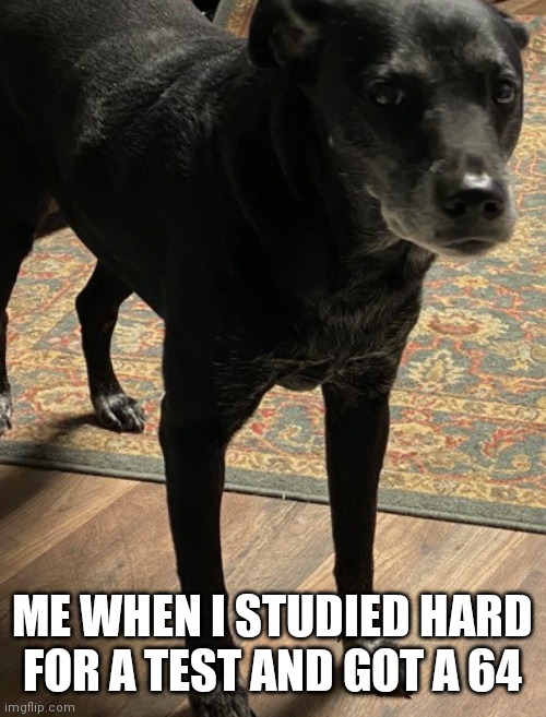 dog meme | ME WHEN I STUDIED HARD FOR A TEST AND GOT A 64 | image tagged in dogs,memes | made w/ Imgflip meme maker