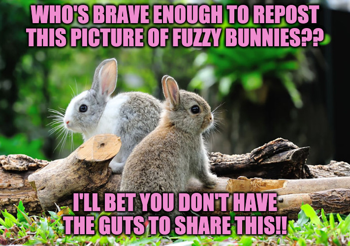 Fuzzy Bunnies dare | WHO'S BRAVE ENOUGH TO REPOST THIS PICTURE OF FUZZY BUNNIES?? I'LL BET YOU DON'T HAVE THE GUTS TO SHARE THIS!! | image tagged in fake drama,dare to post,bunnies | made w/ Imgflip meme maker