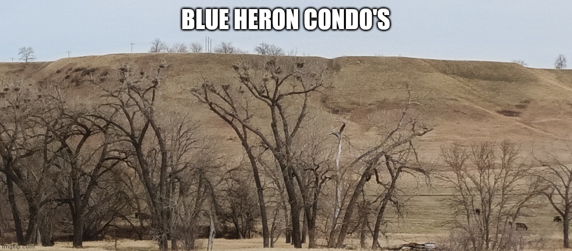 BLUE HERON CONDO'S | image tagged in cute | made w/ Imgflip meme maker