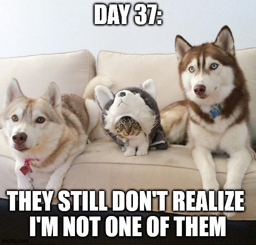  DAY 37:; THEY STILL DON'T REALIZE 
I'M NOT ONE OF THEM | made w/ Imgflip meme maker
