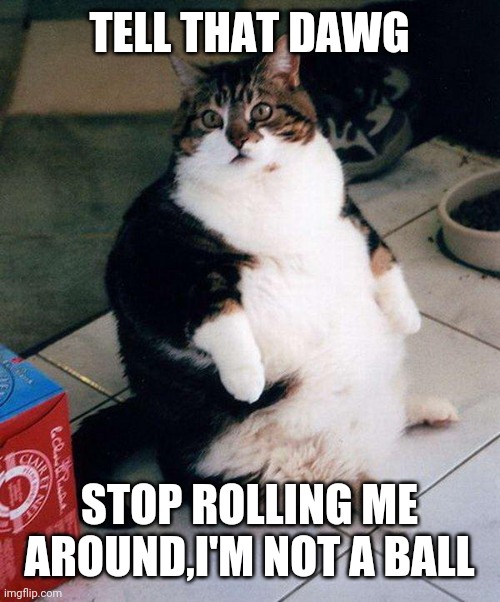 fat cat | TELL THAT DAWG; STOP ROLLING ME AROUND,I'M NOT A BALL | image tagged in fat cat | made w/ Imgflip meme maker