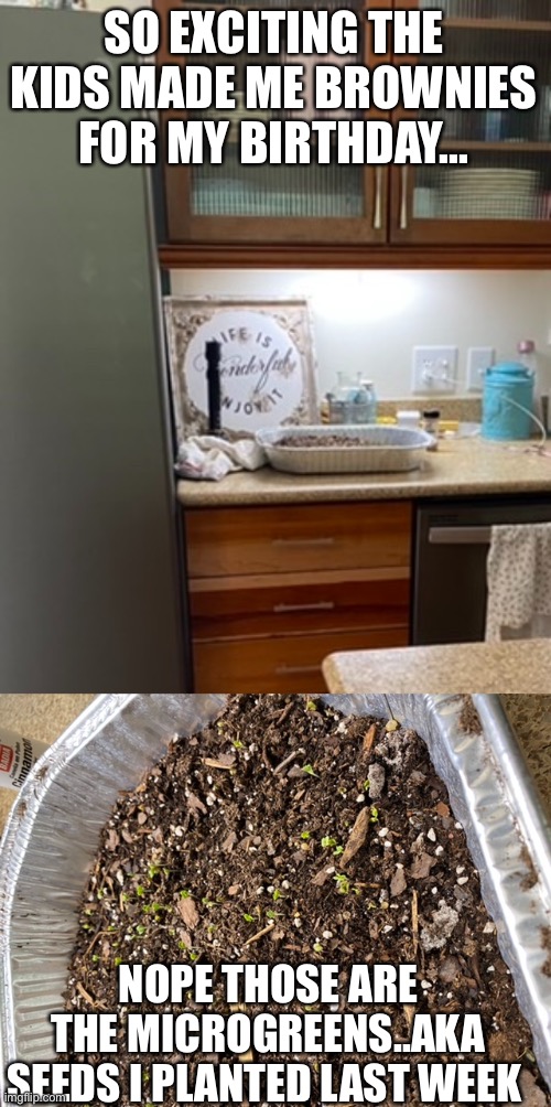 SO EXCITING THE KIDS MADE ME BROWNIES FOR MY BIRTHDAY... NOPE THOSE ARE THE MICROGREENS..AKA SEEDS I PLANTED LAST WEEK | made w/ Imgflip meme maker