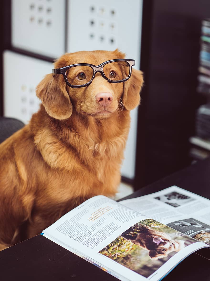 Dog Studying Blank Meme Template