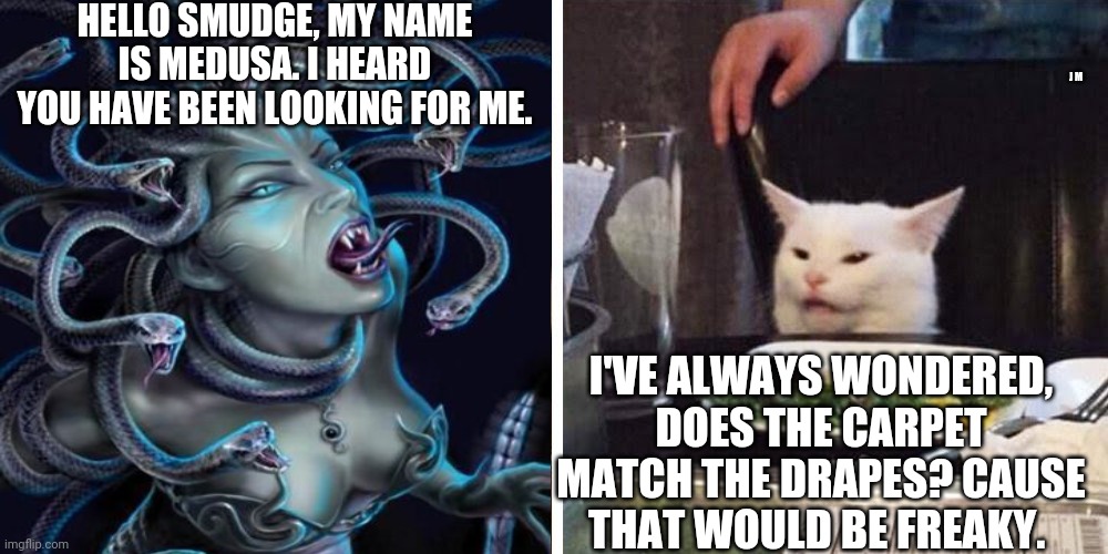 Smudge the cat | HELLO SMUDGE, MY NAME IS MEDUSA. I HEARD YOU HAVE BEEN LOOKING FOR ME. J M; I'VE ALWAYS WONDERED, DOES THE CARPET MATCH THE DRAPES? CAUSE THAT WOULD BE FREAKY. | image tagged in smudge the cat | made w/ Imgflip meme maker