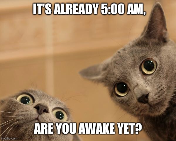 Startled Cats | IT’S ALREADY 5:00 AM, ARE YOU AWAKE YET? | image tagged in startled cats | made w/ Imgflip meme maker
