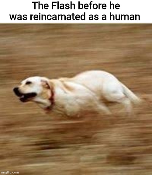Z o o m | The Flash before he was reincarnated as a human | image tagged in speedy doggo | made w/ Imgflip meme maker