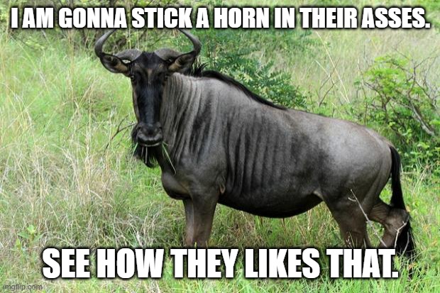 gnu | I AM GONNA STICK A HORN IN THEIR ASSES. SEE HOW THEY LIKES THAT. | image tagged in gnu | made w/ Imgflip meme maker