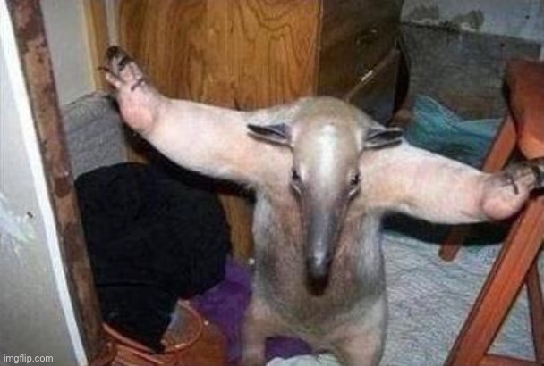 Anteater - I Got This | image tagged in anteater - i got this | made w/ Imgflip meme maker
