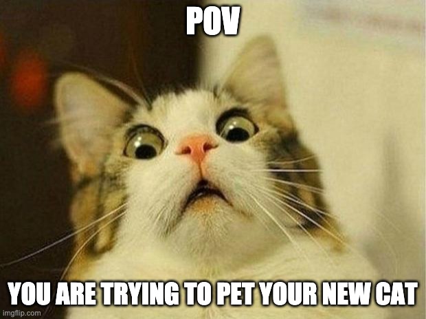 Scared Cat Meme | POV; YOU ARE TRYING TO PET YOUR NEW CAT | image tagged in memes,scared cat | made w/ Imgflip meme maker