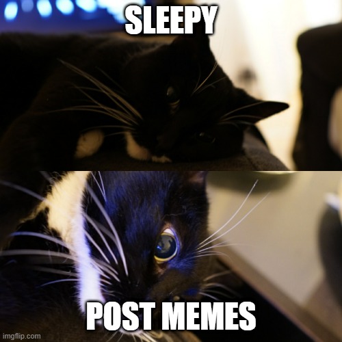 Cat can't sleep | SLEEPY; POST MEMES | image tagged in cat can't sleep | made w/ Imgflip meme maker
