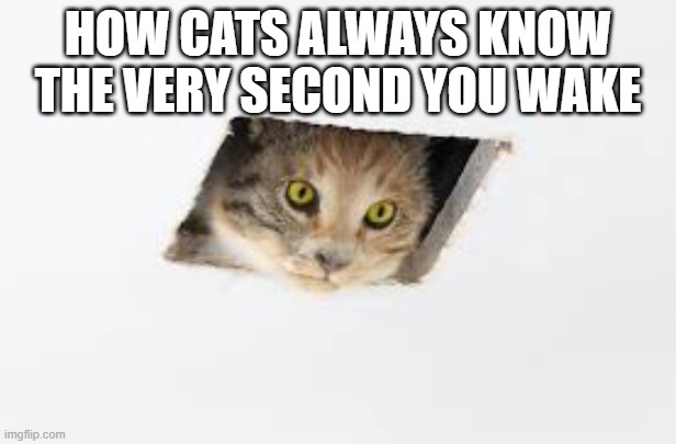 Cat ceiling | HOW CATS ALWAYS KNOW THE VERY SECOND YOU WAKE | image tagged in cat ceiling | made w/ Imgflip meme maker