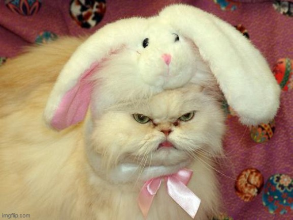easter cat | image tagged in easter cat | made w/ Imgflip meme maker