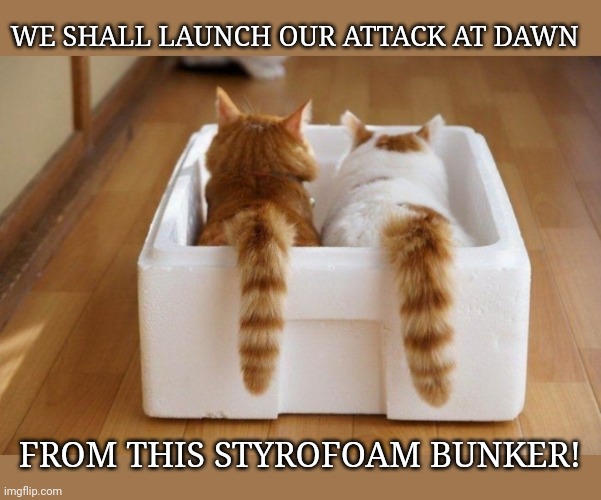 WE SHALL LAUNCH OUR ATTACK AT DAWN; FROM THIS STYROFOAM BUNKER! | image tagged in good,kitties | made w/ Imgflip meme maker