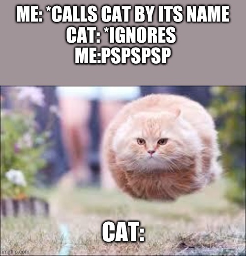 CAT | ME: *CALLS CAT BY ITS NAME

CAT: *IGNORES 

ME:PSPSPSP; CAT: | image tagged in flying cat ball | made w/ Imgflip meme maker