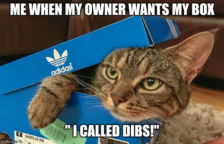 dibs rules | ME WHEN MY OWNER WANTS MY BOX; " I CALLED DIBS!" | image tagged in cute cat,box | made w/ Imgflip meme maker