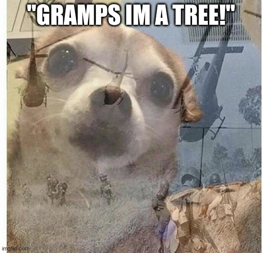 PTSD Chihuahua | ''GRAMPS IM A TREE!'' | image tagged in ptsd chihuahua | made w/ Imgflip meme maker