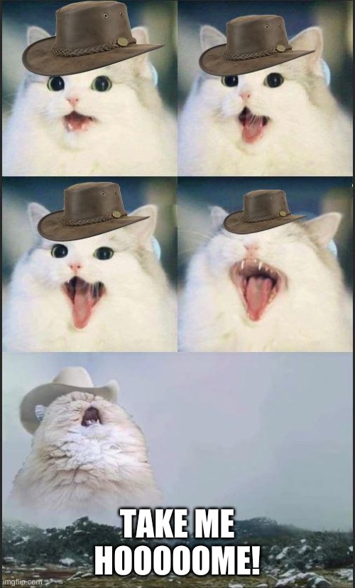country cat singin | TAKE ME HOOOOOME! | image tagged in country cat singin | made w/ Imgflip meme maker