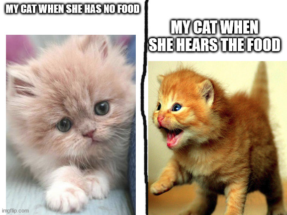 Blank White Template | MY CAT WHEN SHE HEARS THE FOOD; MY CAT WHEN SHE HAS NO FOOD | image tagged in blank white template | made w/ Imgflip meme maker